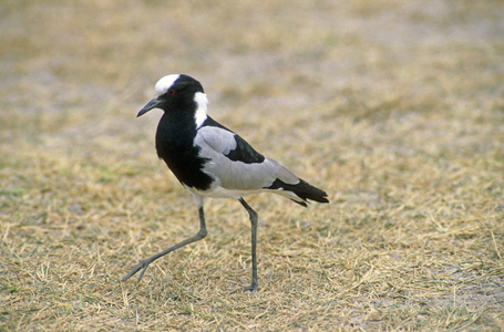 Vanellus armatus/Lapwing Weapon/Blacksmith Lapwing