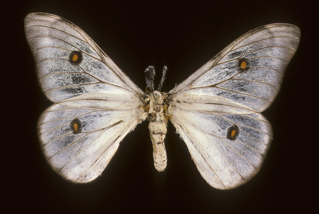 Ceranchia apollina
