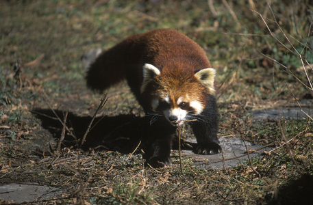 Ailurus fulgens/Small Panda/Red Panda/Red Panda