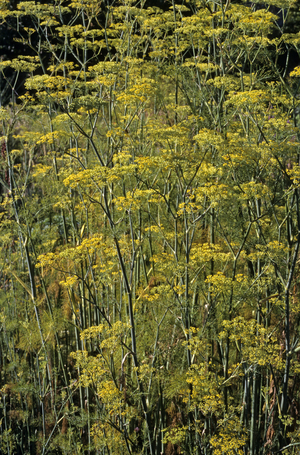 Anethum graveolens/Dill/Dill