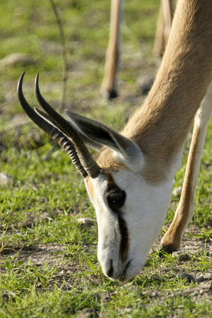 Antidorcas marsupialis/Springbok