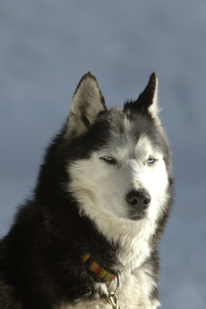 Dog/Breed: Husky/Sled Dog
