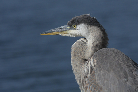 Herodias/Great Blue Heron
