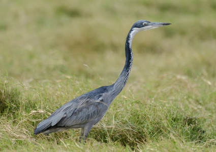 Ardea melanocephala/Heron melanocephale/Heron a head noir/Black Headed Heron