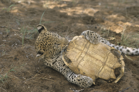 Panthera pardus/Panthere/Leopard/Turtle