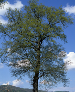 Quercus pedunculata/Quercus robur/Chene peduncle/Common European Oak