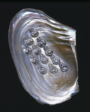 Depot of mother-of-pearl on plates in mollusk