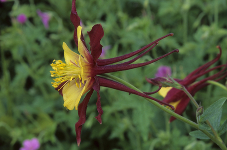 Aquilegia x/Ancolia 'Musik'/Columbine
