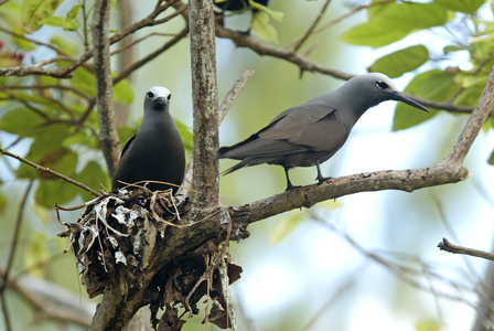Anous tenuirostris/Noddi mariane/Black Mariane/Seychelles Islands