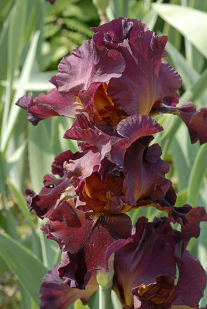 Iris germanica/Iris 'Wine Master'