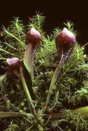 Sarracenia psittacina/Saracenia