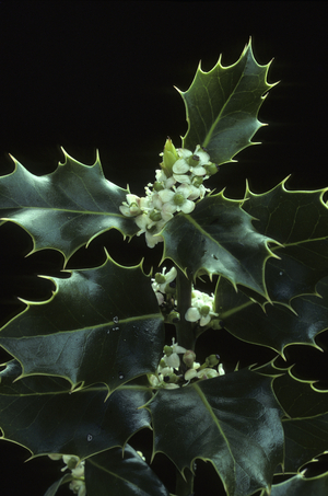 Ilex aquifolium/Holly Holly/English Holly