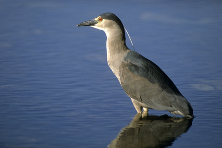 Nycticorax nycticorax/Heron Crowned Night Heron