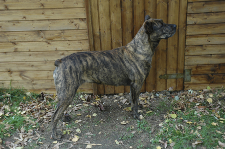 Dog/Breed: Portuguese Cattle