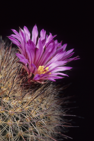 Image of Mammillaria cadereytensis/Mammily