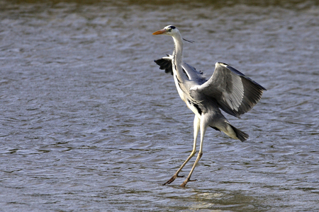 Ardea cinerea/Heron ash/Grey Heron
