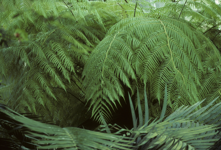 Cibotium scheidei/Tree fern