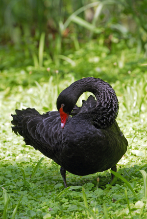 Cygnus atrata/Black Swan/Black Swan