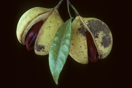 Myristica Fragans/Nutmeg/Nutmeg/Nutmeg/Mace