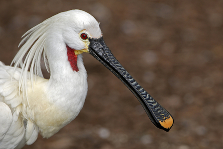 Platalea leucorodia/White Spatula/White Spoonbill
