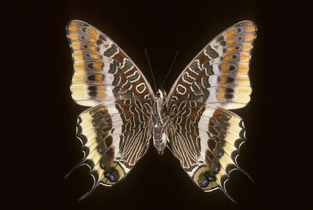 Jasius Charaxes/Two-Tail Pasha/Female