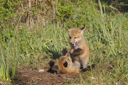 Vulpes vulpes/Red Fox/Fox/Red Fox