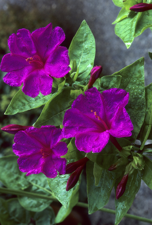 Mirabilis jalapa/Night Beauty/Four O'Clock