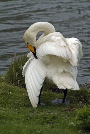 Cygnus cygnus cygnus/Singing Swan/Wild Swan/Whooper Swan