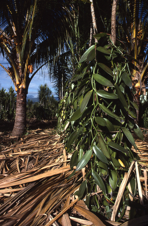 Vanilla planifolia/Vanilla/Vanilla/Vanilla/Reunion Island