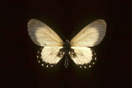 Acraea turlini/Female