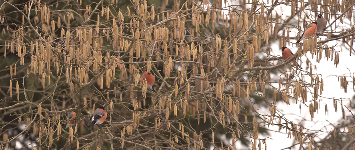 Pyrrhula pyrrhula/Bullfinch/Male