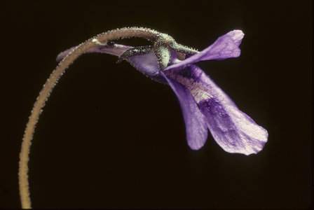 Pinguicula vulgaris/Common Grassette/Butter Wort