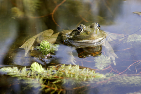 Rana esculenta/Green Frog/Green Frog/Edible Frog