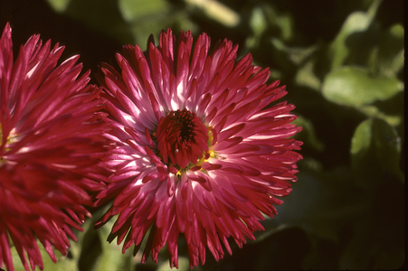 Bellis perennis/P, perennial querette 'Pomponette'/English Daisy