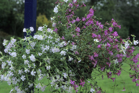 Silene pendula/Silene de Crete