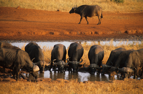 African buffalo/syncerus caffer