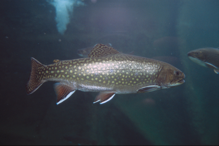 Oncorhynchus mykiss/Rainbow Trout/Rainbow Trout