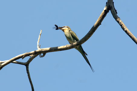 Merops superciliosus/Guepier de Madagascar/Blue Cheeked Bee Eater