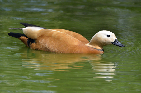 Casarca ferruginea/Tadorne casarca/Ruddy Sheld Duck