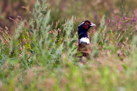 Phasianus colchicus/Colchid Pheasant/Hunting Pheasant/Ring Necked Pheasant