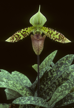 Paphiopedilum sukhakulii