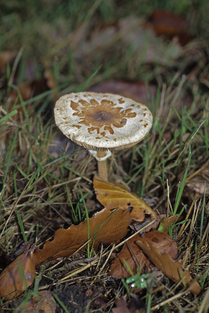 Macrolepiota gracilenta/Lepiote grele