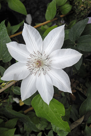Clematis x/Clematite 'Henryi'
