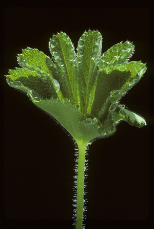 Alchemilla vulgaris/Common Alchemille/Witch Drop/Lady's Mantle