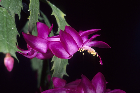 Schlumbergera x/Christmas Cactus 'Lilofee'