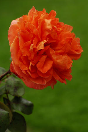 Rosa x/Pink 'Rene Gosciny'