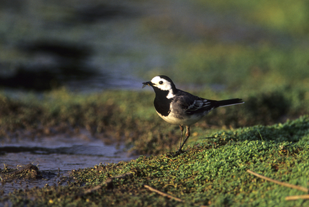 Motacilla alba/Grey Bergeronnet/Grey Lavender/Grey Rattle/Grey Rattle/Grey Rattle/White Wagtail