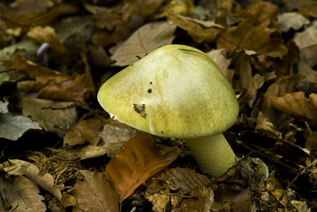 Amanita phalloides/Amanite phalloides/Green elongate/Green Cord