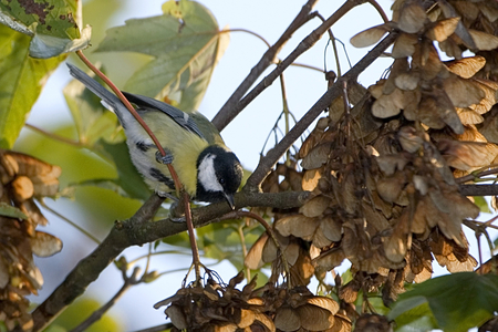 Parus major/Mesange charbonniere/Great Tit