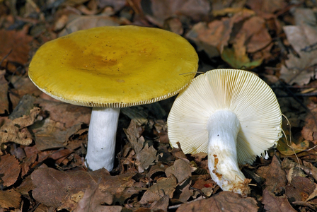 Russula fellea/Russule de fiel